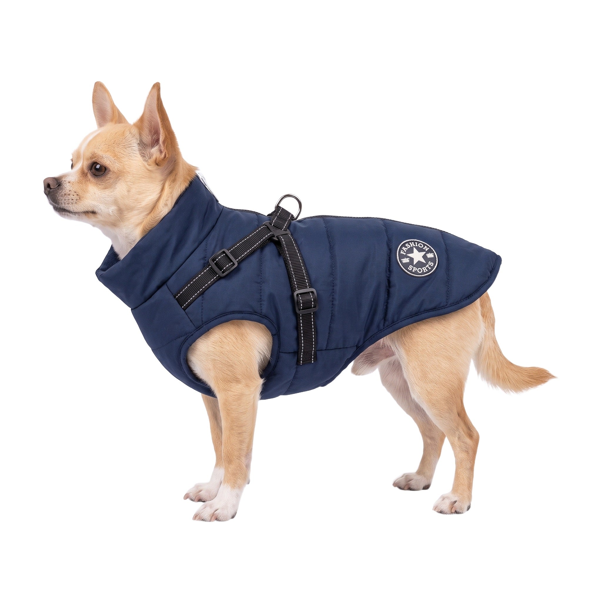 Chihuahua wearing the Snowdrift navy waterproof winter dog jacket with built-in reflective harness